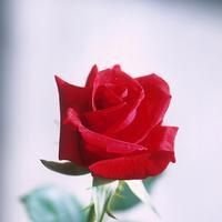 Beauty