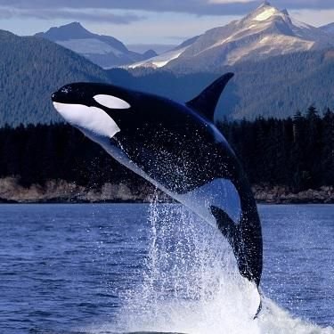 Whales