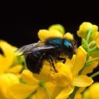 Bees