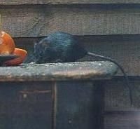 Rats