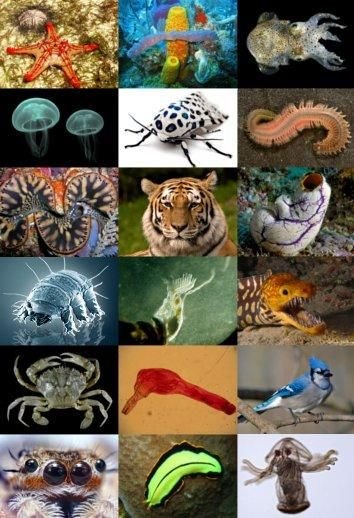 Tiere