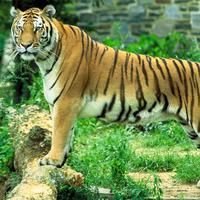 Tigers