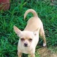 Chihuahua