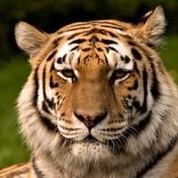 Wildlife conservation