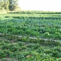 Organic Farming