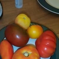 Tomatoes