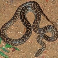 Snakes