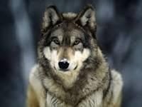 Wolves