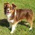 Miniature Australian Shepherd