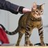 Toyger