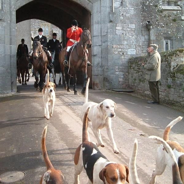 Fox hunting