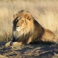 Lions