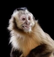 Monkeys