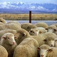 Livestock Farming