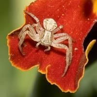 Spiders