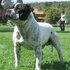 Staffordshire Bull Terrier