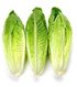 Romaine Lettuce