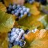 Concord Grape