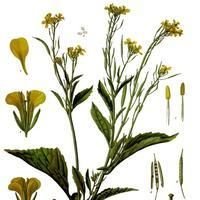 Mustard Greens