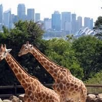 Zoo