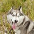 Alaskan Husky