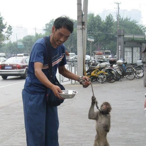 Animal Rights