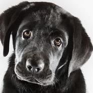 Animal cruelty