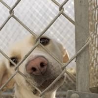 Animal shelter