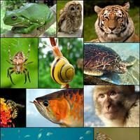 Animals