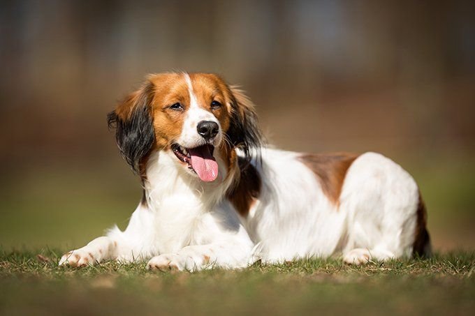 Dog store breed kooikerhondje