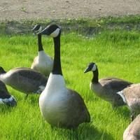 Geese