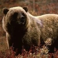 Brown Bears