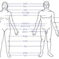 Human body