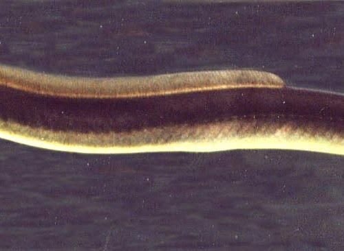 Eels