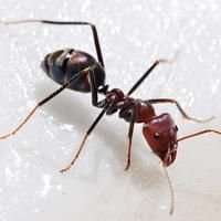 Ants