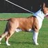 Bull Terrier