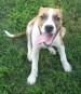 Bullboxer Pit