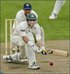 Cricket