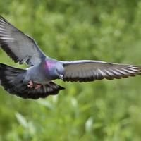 Pigeons