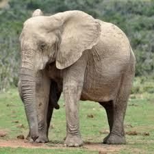 Elephants