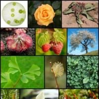 Plants