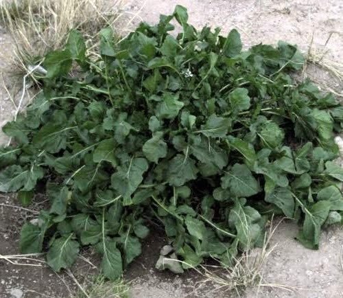 Arugula