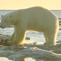 Polar Bear