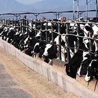 Dairy Farming
