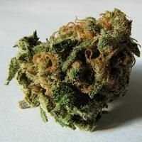 Cannabis