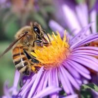 Insects