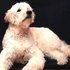 Goldendoodle