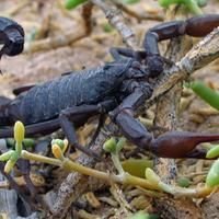 Scorpions