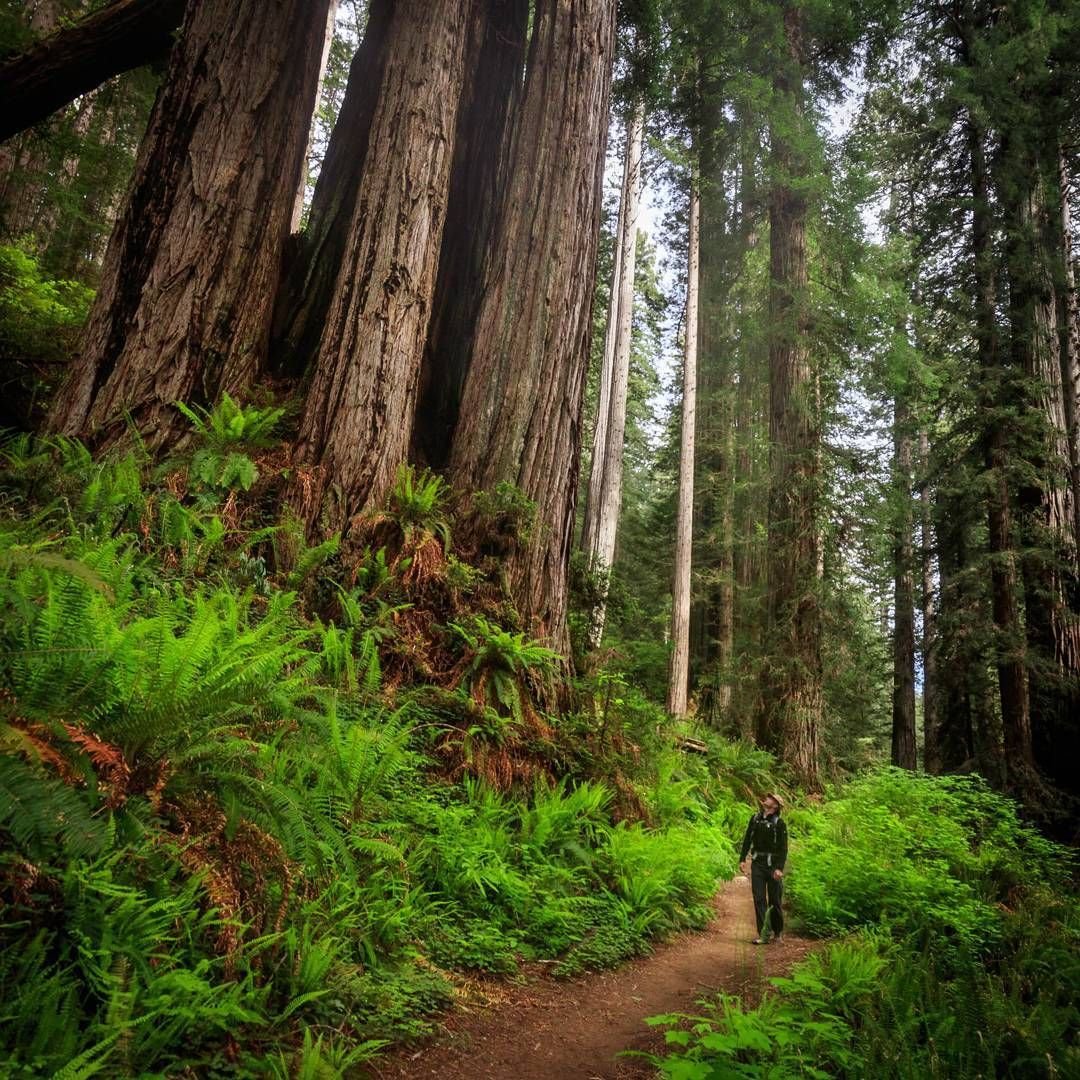 Redwood National and State Parks