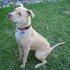 American Pit Bull Terrier